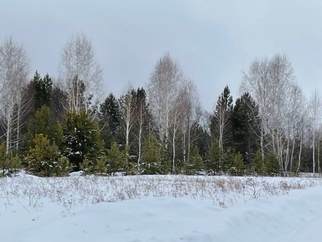 Участок (ИЖС), 37 сот.