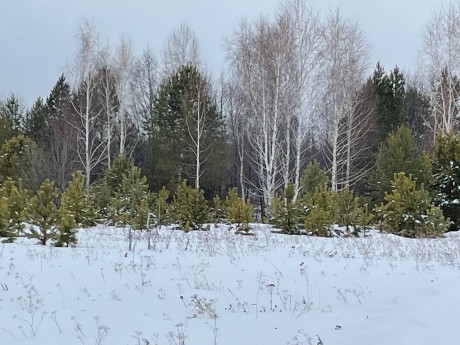 Участок (ИЖС), 37 сот.