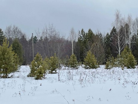 Участок (ИЖС), 37 сот.