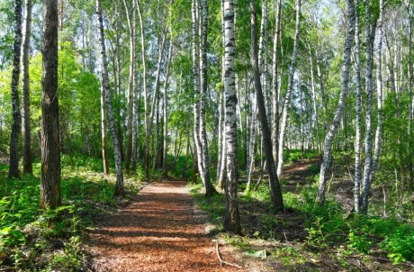 Участок (ИЖС), 8.7 сот.