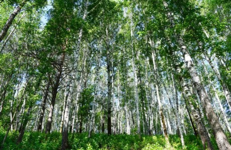 Участок (ИЖС), 8.7 сот.
